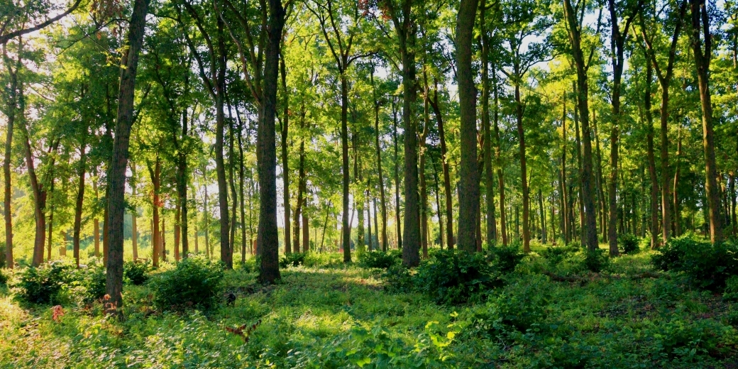 Dubové porosty na Soutoku
