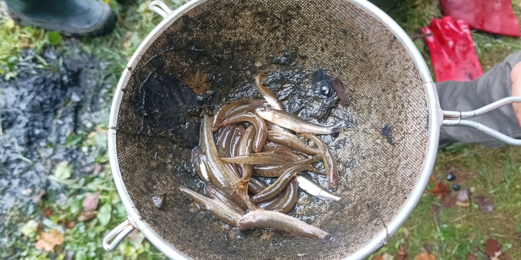 Slunka mezi střevlemi potočními, rybník u Starých Hutí