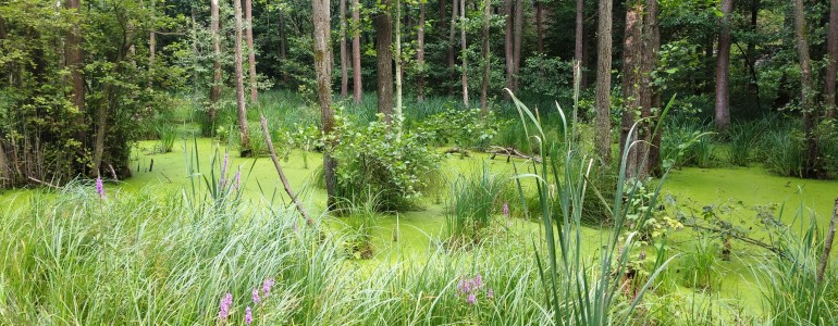 Mokřady Pšovky a Liběchovky.