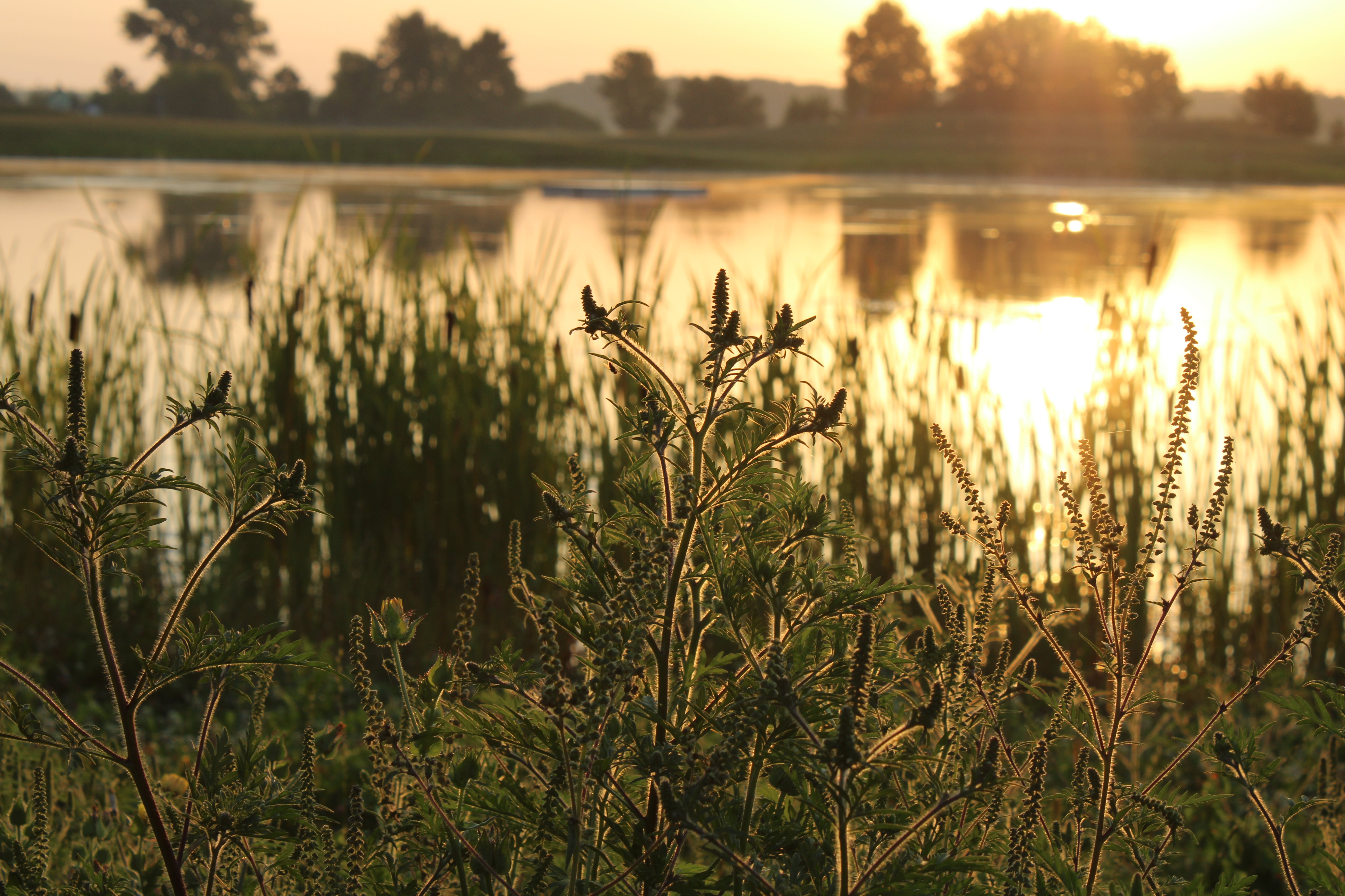ambrozie peřenolistá, foto: Martin Vojík