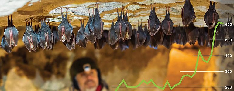 Bat monitoring is not bad at all