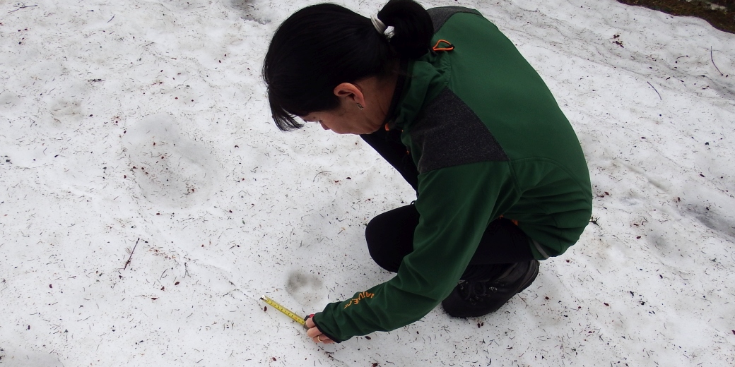 Dana Morcinková při dokumentaci stop. Foto Dana Bartošová