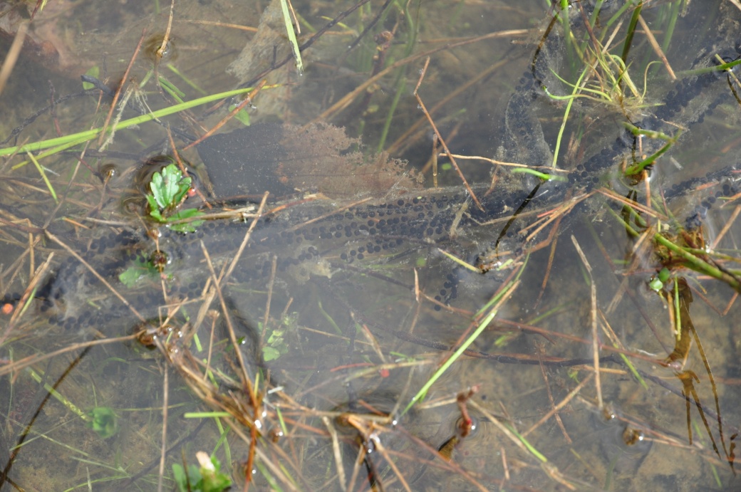 Vajíčka ropuchy obecné v tůňce.