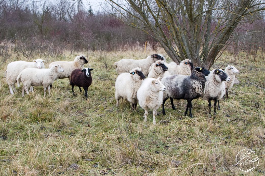 Stádo ovcí na zimní louce se starou trávou a holými keři.