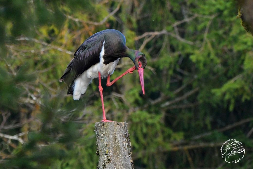 Čáp černý se drbe nohou na hlavě zatímco stojí na torzu smrku ve smrkovém lese.