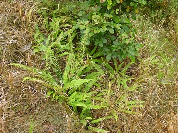 Rozkvetlá žebrovice různolistá.