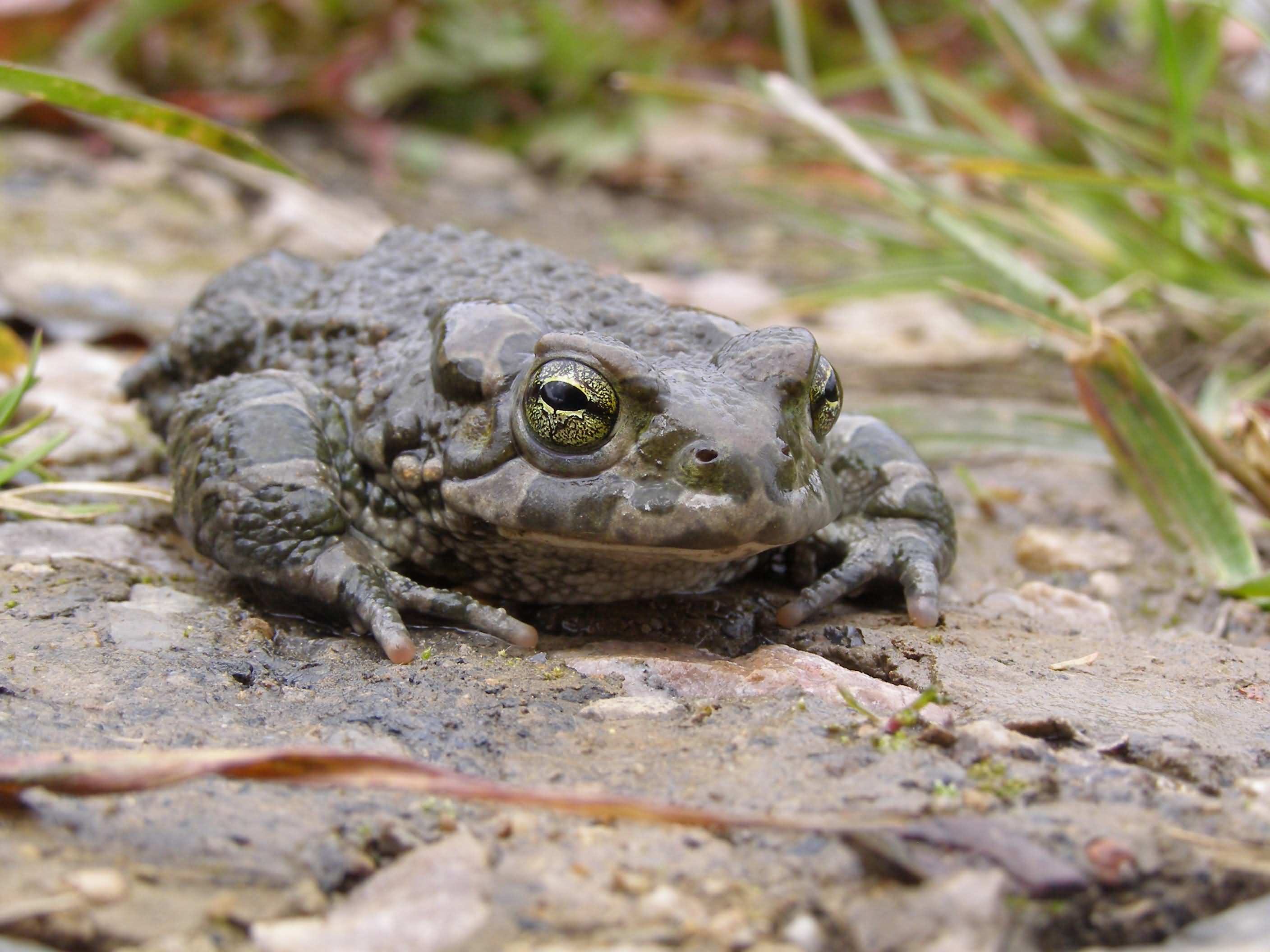 I ropucha zelená je závislá na čisté vodě.