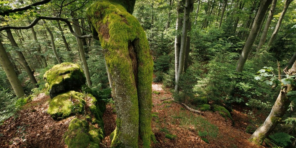 Přírodní rezervace Dlouhá skála