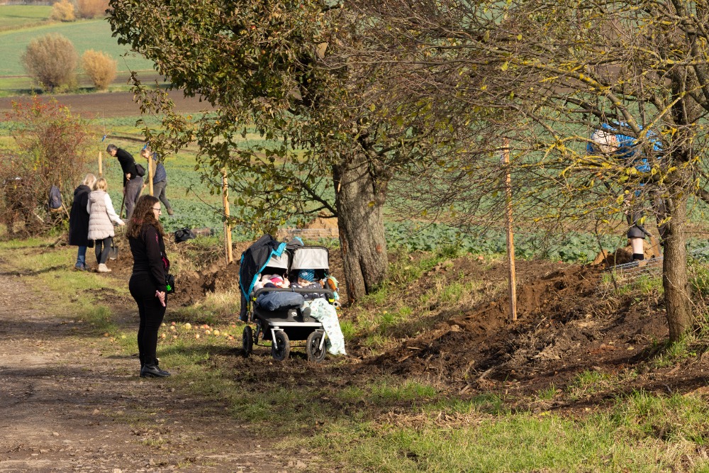 70 let CHKO Český ráj připomíná nová ovocná alej pod Humprechtem
