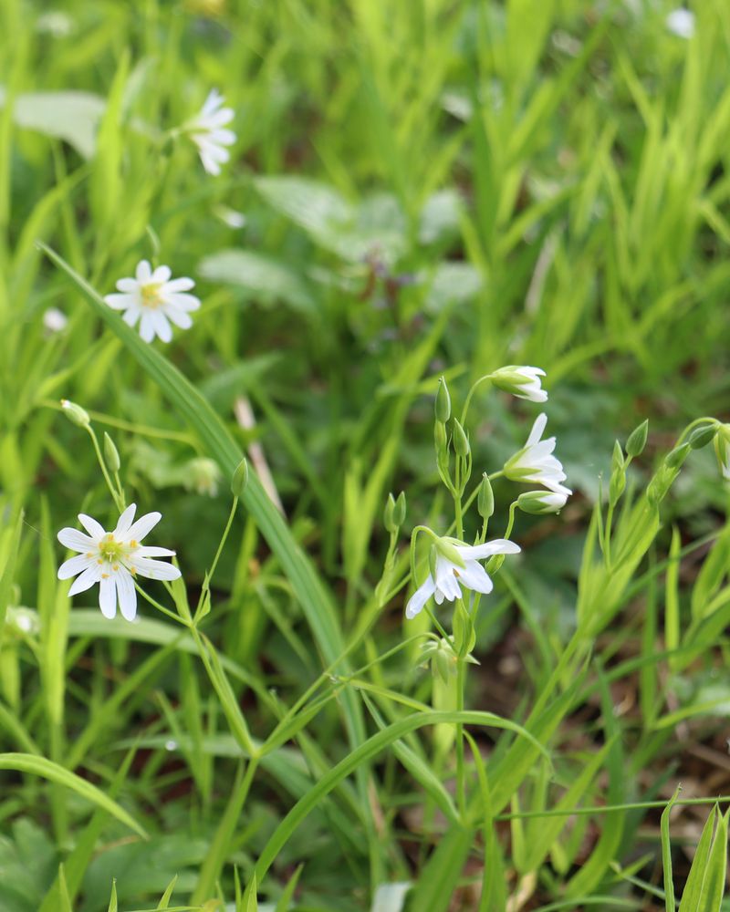 Ptačinec velkokvětý (Stellaria holostea)