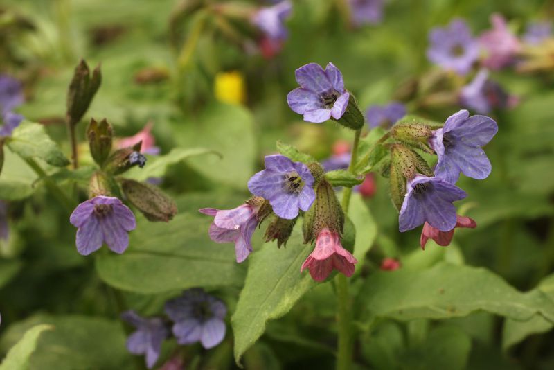 plicník tmavý (Pulmonaria obscura)