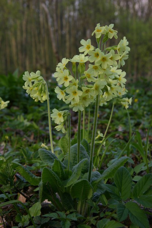 Prvosenka vyšší (Primula elatior)