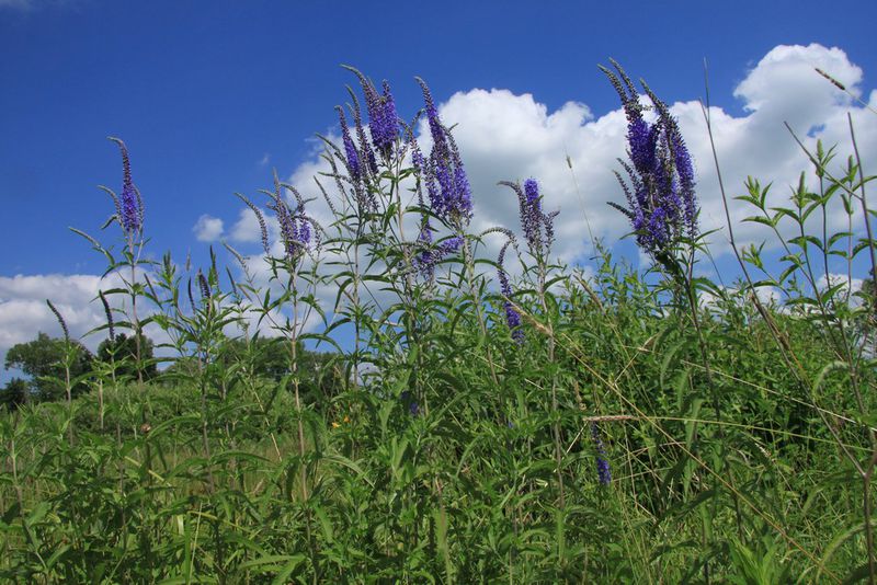 Rozrazil dlouholistý (Veronica maritima)