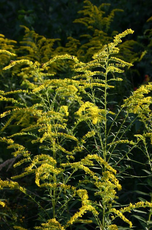 Zlatobýl kanadský (Solidago canadensis)