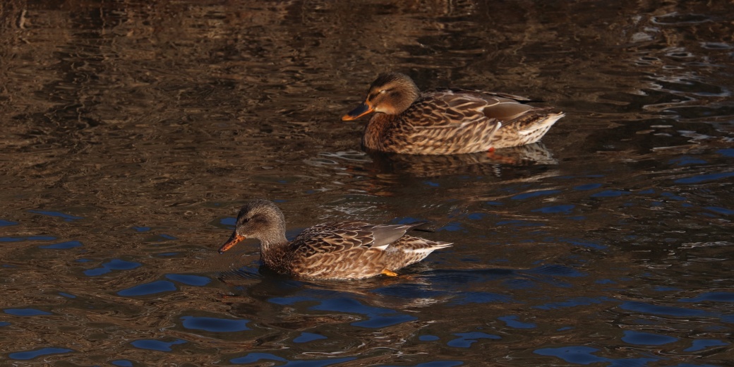 Plovoucí kopřivka obecná a kachna divoká na rybníce.