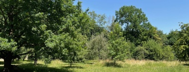 Zimní/předjarní řez ovocných stromů na IS Šargoun