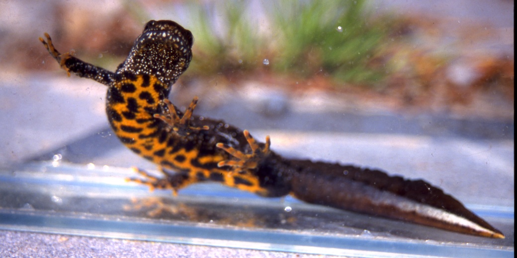 čolek velký (Triturus cristatus)