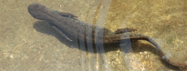 čolek velký (Triturus cristatus)