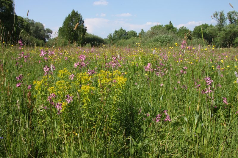 Kvetoucí louka.