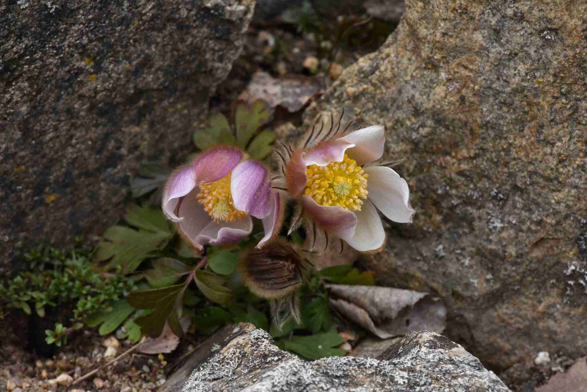 Koniklec jarní. Autor: Jana Navrátilová