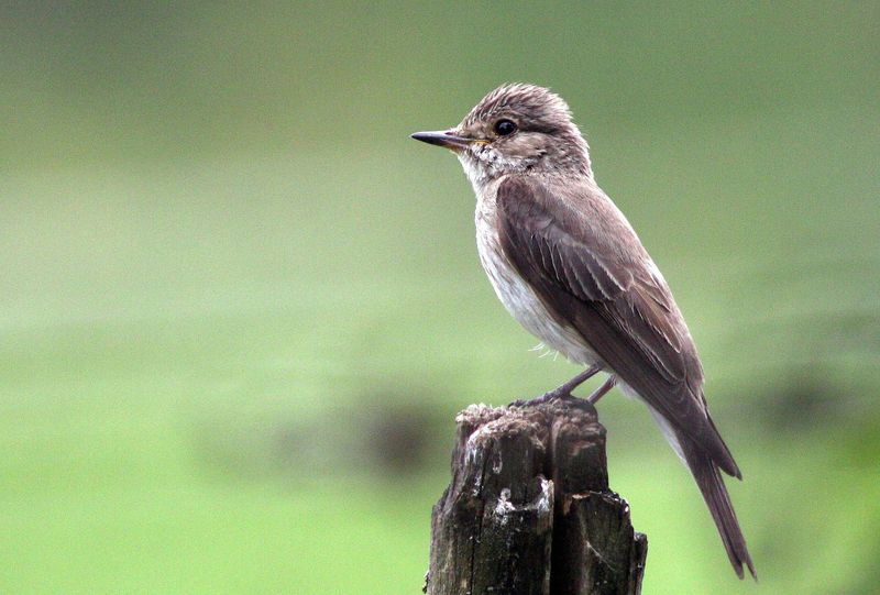Lejsek šedý, foto: Václav Hlaváč