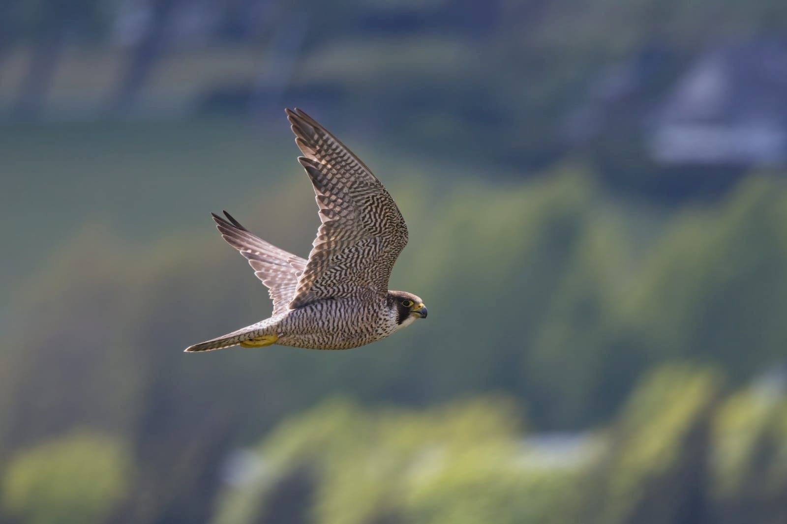 Sokol v letu, Foto: Petr Muckstein