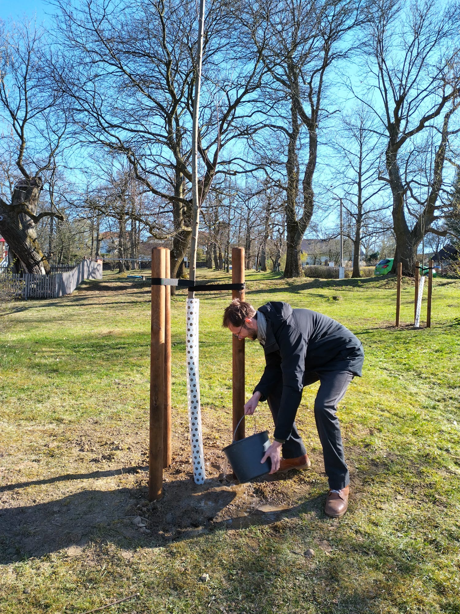 Zalévání nově zasazeného stromu