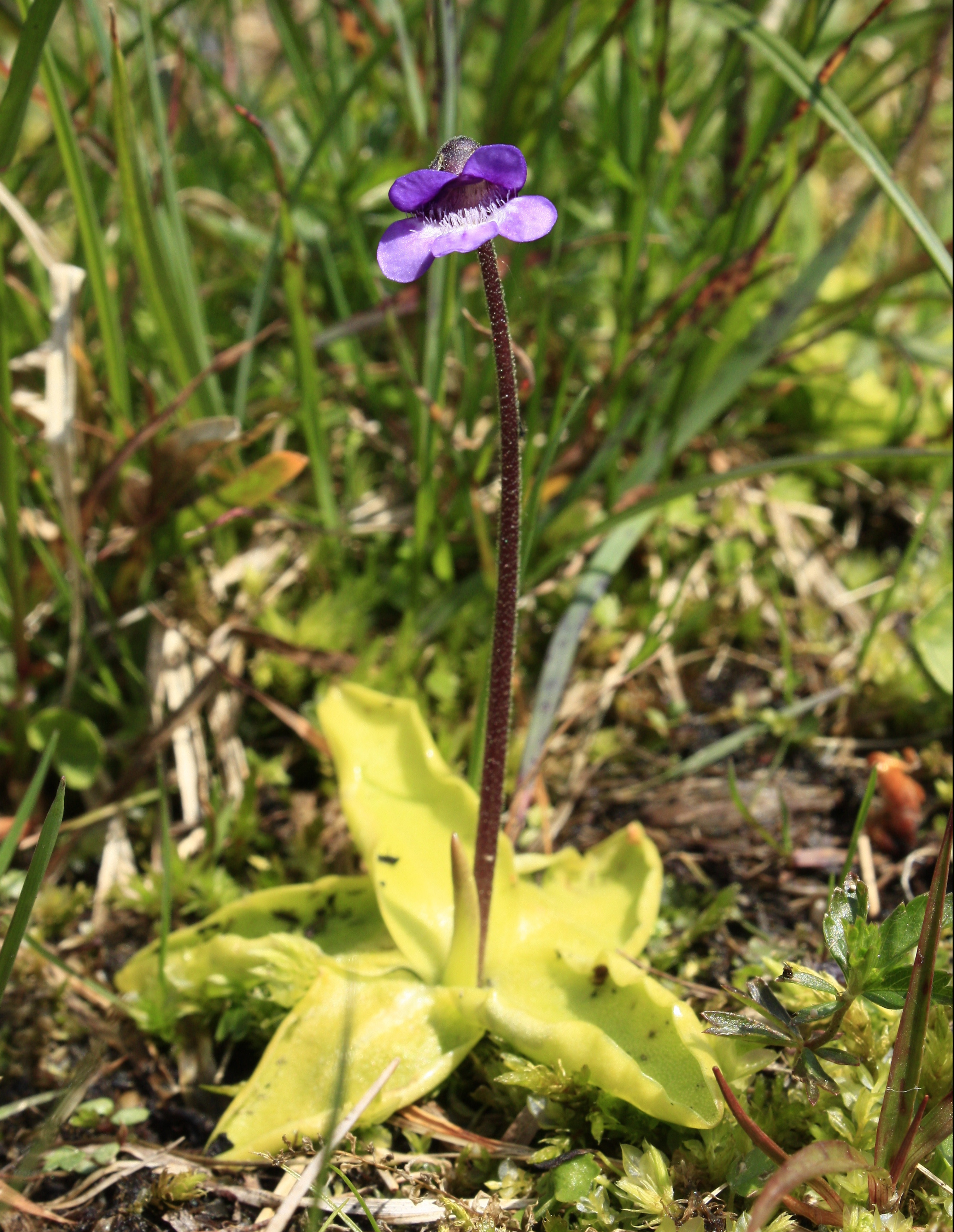 Pinguicula_vulgaris